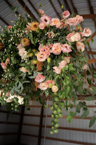 Zinnia 'Queeny Lime Orange'