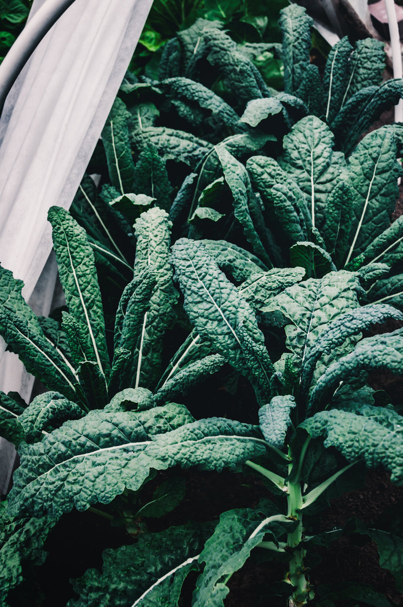 Kale Nero di Toscano Seeds
