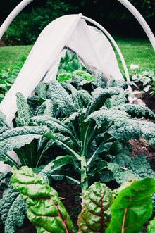 Kale Nero di Toscano Seeds