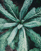 Kale Nero di Toscano Seeds