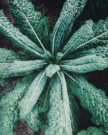Kale Nero di Toscano Seeds