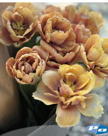 Tulip 'La Belle Epoque'