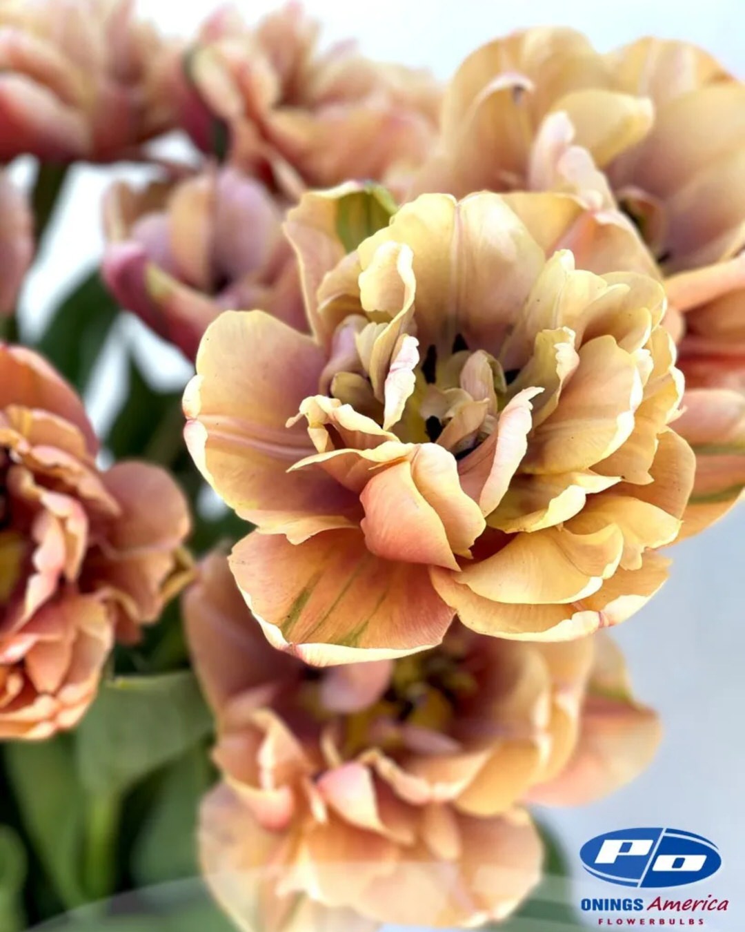 Tulip 'La Belle Epoque'