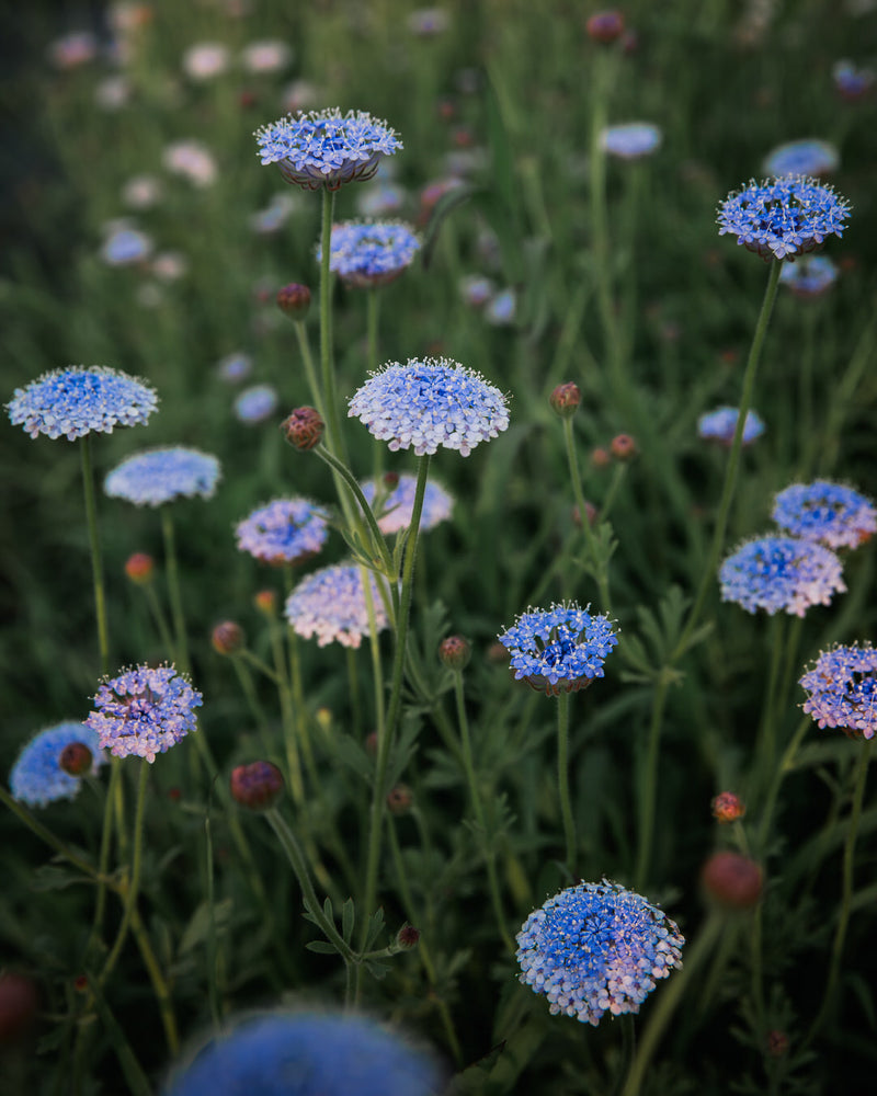 Laceflower Lacy Blue Seeds