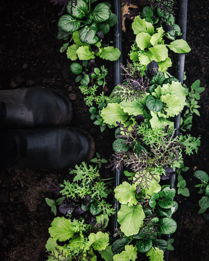 Greens 'Premium Greens Mix'