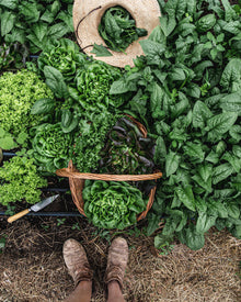 Spinach 'Kolibri'