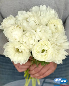 Anemone Italian Levante Bianco®