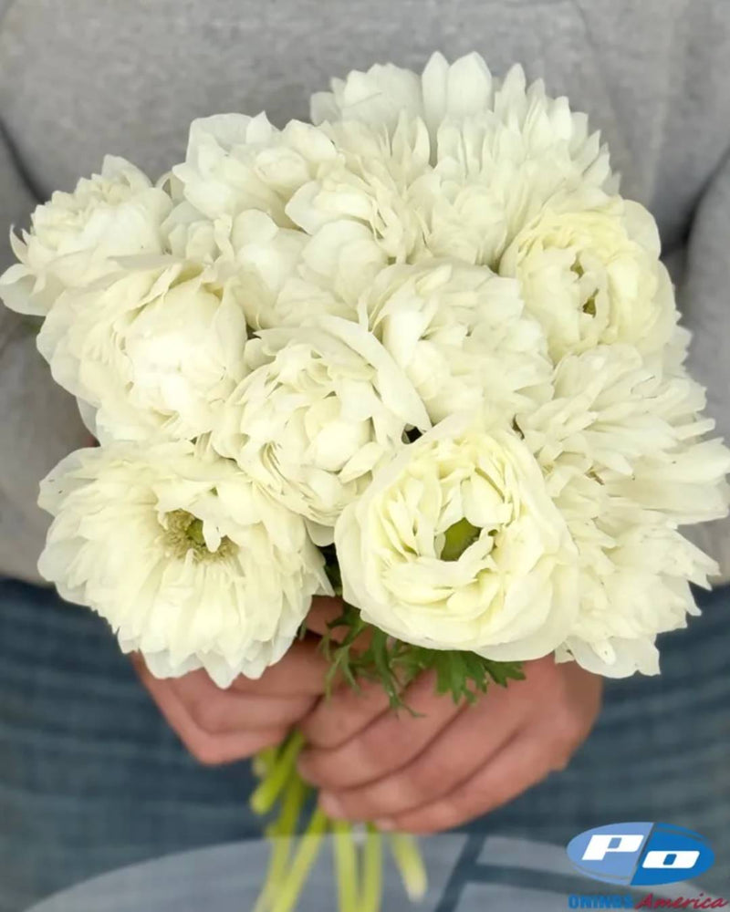 Anemone Italian Levante Bianco®