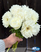 Anemone Italian Levante Bianco®