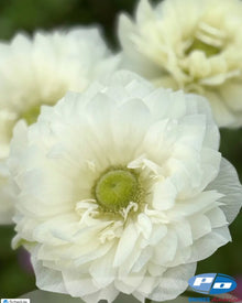 Anemone Italian Levante Bianco®