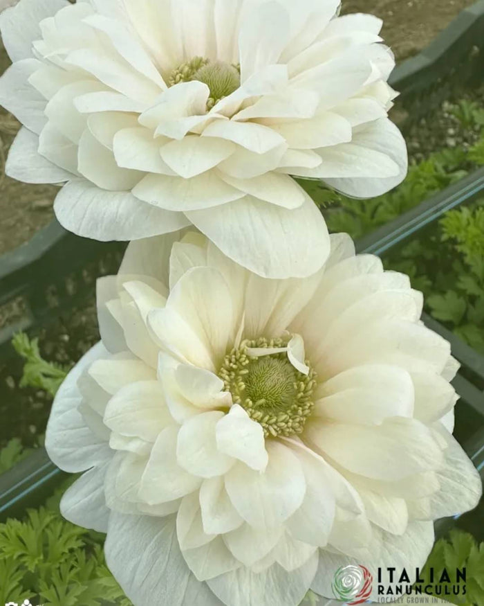 Anemone Italian Levante Bianco®