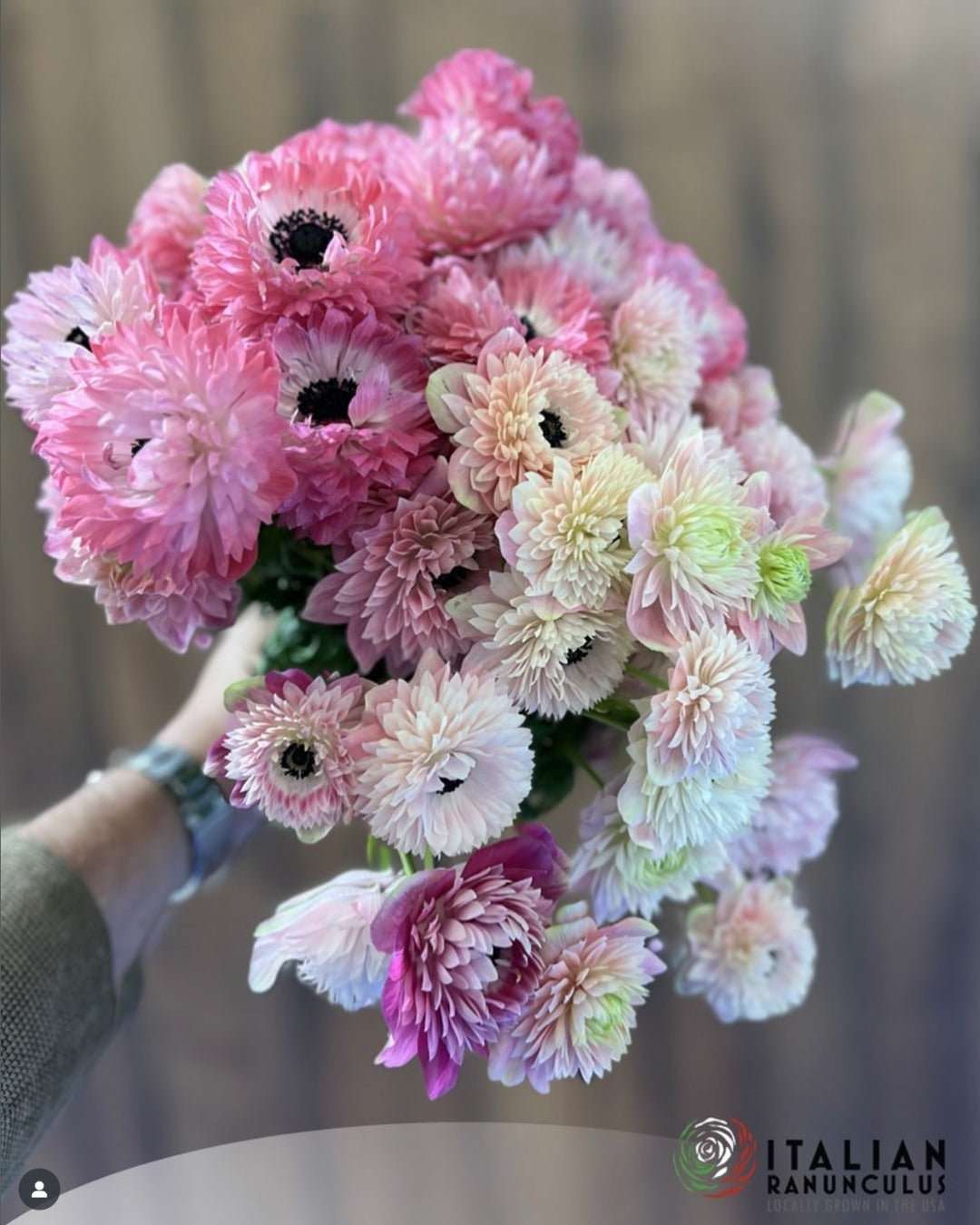 Anemone Italian Levante Rosa®