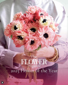 Anemone Italian Levante Rosa®