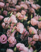 Lisianthus 'Arena III Apricot' Pelleted Seed