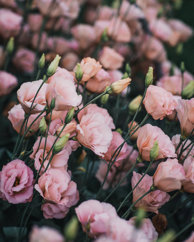 Lisianthus 'Arena III Apricot' Pelleted Seed