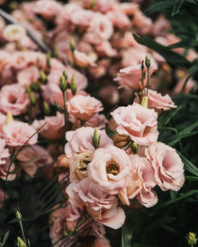 Lisianthus 'Arena III Apricot' Pelleted Seed