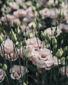 Lisianthus 'Corelli™ III Light Pink' Pelleted Seed