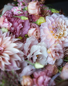 Dahlia Sweet Nathalie (LIMIT 1)