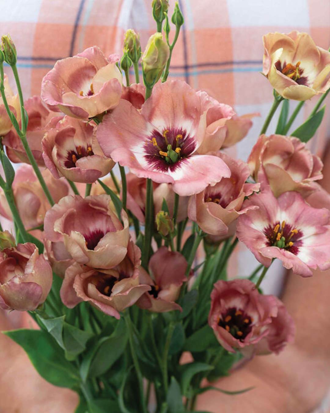 Lisianthus 'Pucchino Choco 3' Pelleted Seed