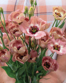 Lisianthus 'Pucchino Choco 3' Pelleted Seed