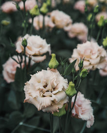 Lisianthus 'Voyage 2 Light Apricot' Pelleted Seed