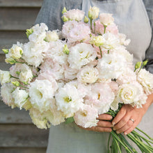 Lisianthus 'Voyage 2 First Love' Pelleted Seed