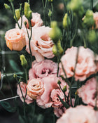 Lisianthus 'Celeb 2 Honey Pink' Pelleted Seed