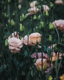 Lisianthus 'Celeb 2 Honey Pink' Pelleted Seed