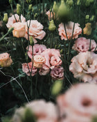 Lisianthus 'Celeb 2 Honey Pink' Pelleted Seed