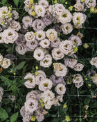 Lisianthus 'Blue Chateau' Pelleted Seed