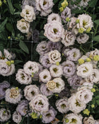 Lisianthus 'Blue Chateau' Pelleted Seed