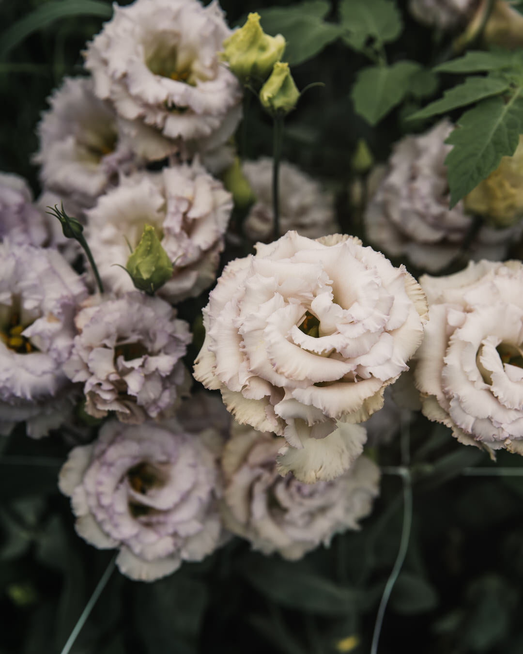 Lisianthus 'Blue Chateau' Pelleted Seed