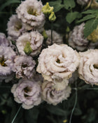 Lisianthus 'Blue Chateau' Pelleted Seed