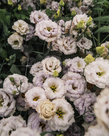 Lisianthus 'Blue Chateau' Pelleted Seed