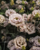 Lisianthus 'Blue Chateau' Pelleted Seed