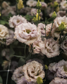 Lisianthus 'Blue Chateau' Pelleted Seed