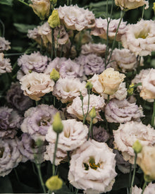 Lisianthus 'Blue Chateau' Pelleted Seed