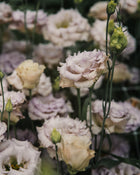 Lisianthus 'Blue Chateau' Pelleted Seed