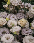 Lisianthus 'Blue Chateau' Pelleted Seed