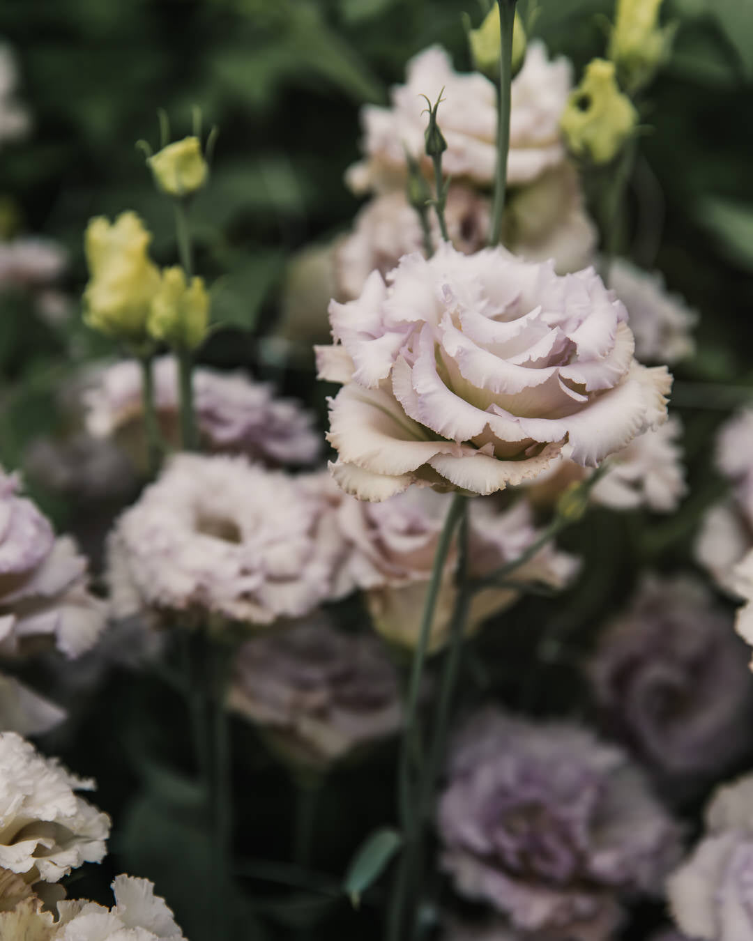 Lisianthus 'Blue Chateau' Pelleted Seed