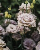 Lisianthus 'Blue Chateau' Pelleted Seed
