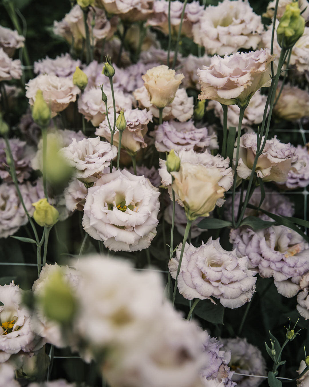 Lisianthus 'Blue Chateau' Pelleted Seed
