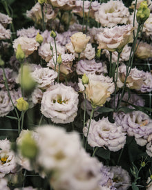 Lisianthus 'Blue Chateau' Pelleted Seed