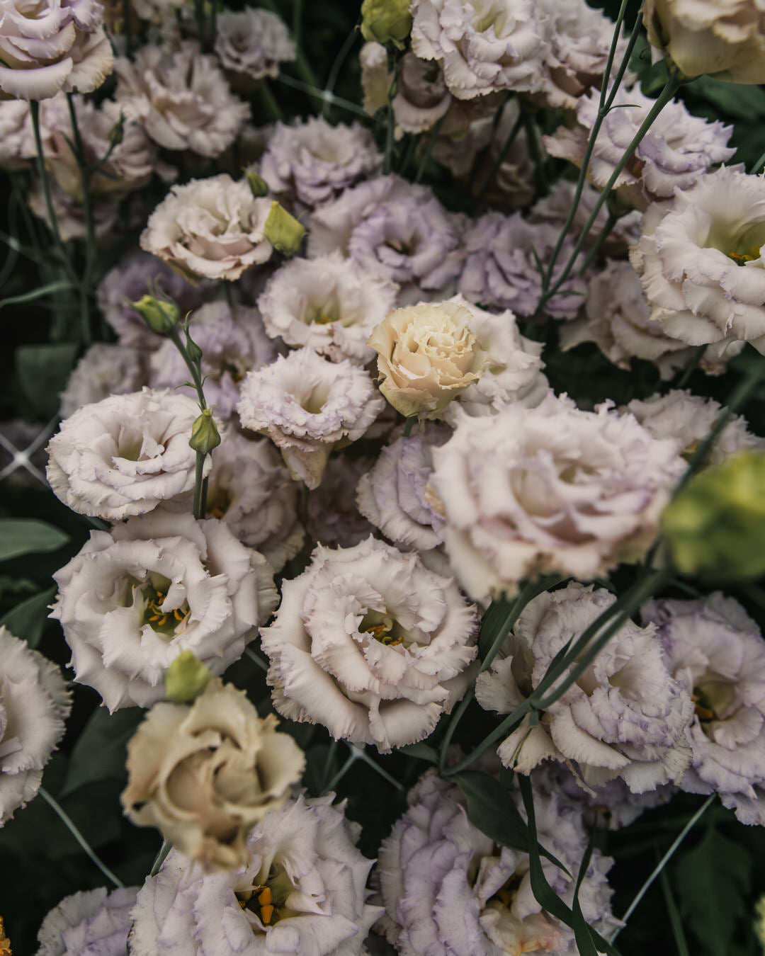 Lisianthus 'Blue Chateau' Pelleted Seed