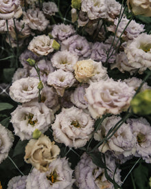 Lisianthus 'Blue Chateau' Pelleted Seed