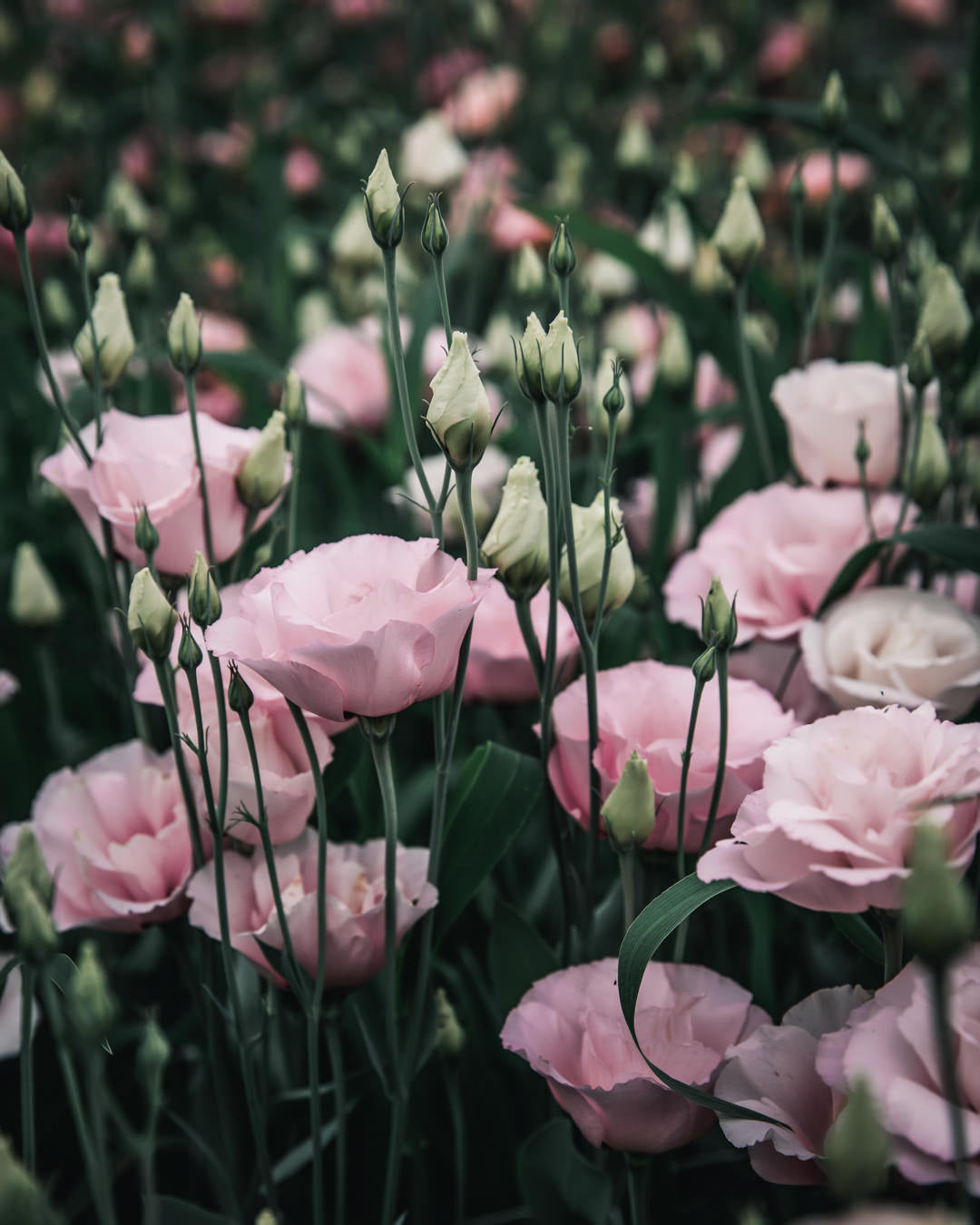 Lisianthus 'Corelli™ III Light Pink' Pelleted Seed