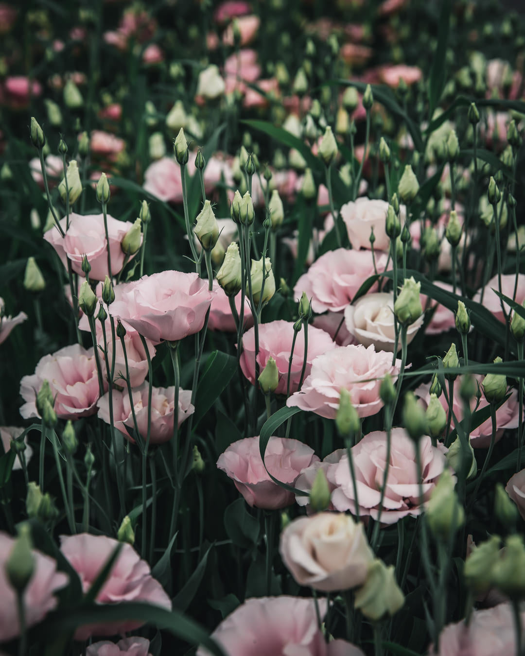 Lisianthus 'Corelli™ III Light Pink' Pelleted Seed