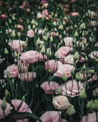 Lisianthus 'Corelli™ III Light Pink' Pelleted Seed