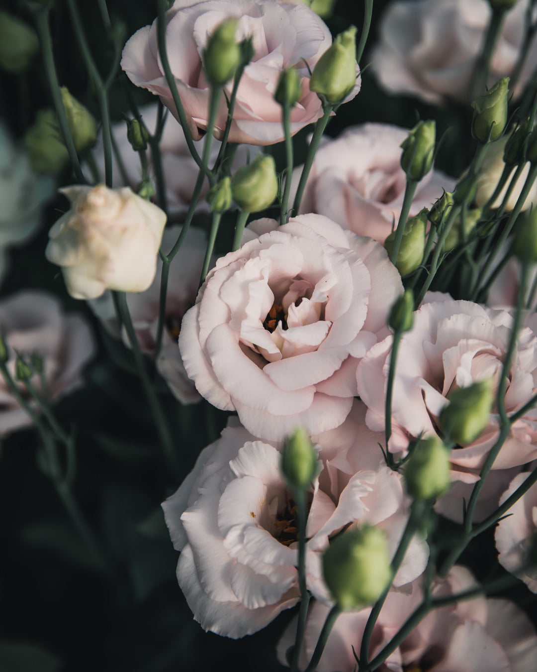 Lisianthus 'Corelli™ III Light Pink' Pelleted Seed