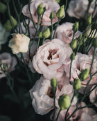 Lisianthus 'Corelli™ III Light Pink' Pelleted Seed